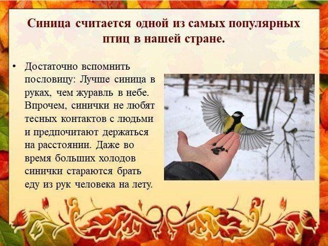 Краткосрочный проект синичкин день в старшей группе Час детства"Синичкин день" 2023, Альшеевский район - дата и место проведения, пр
