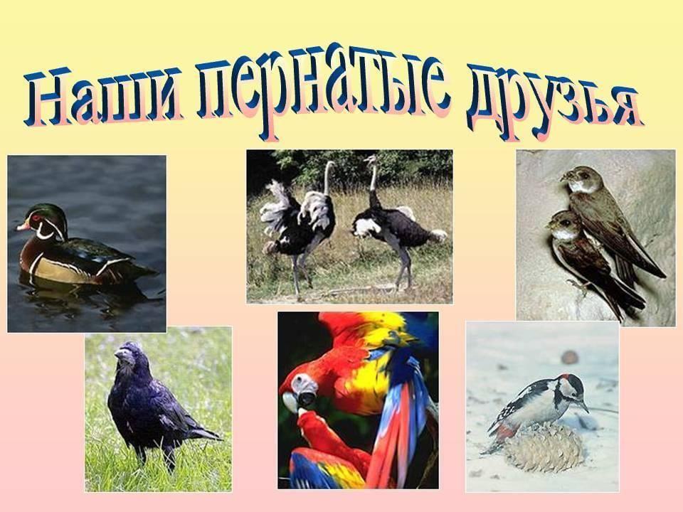 Певчие птицы наши верные друзья