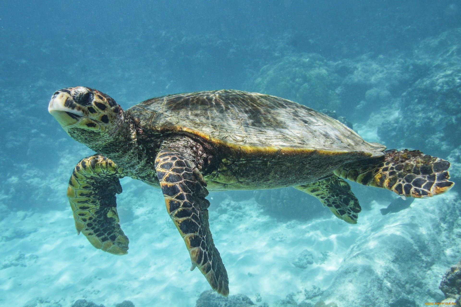 Всемирный день морской черепахи запущен с целью напомнить о&nb...