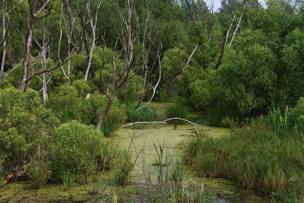 Болотная сейчас. Ведьмино болото. Тярлевский ручей. Болото туман. Растительный ландшафт - сосны водно - болотных угодий.