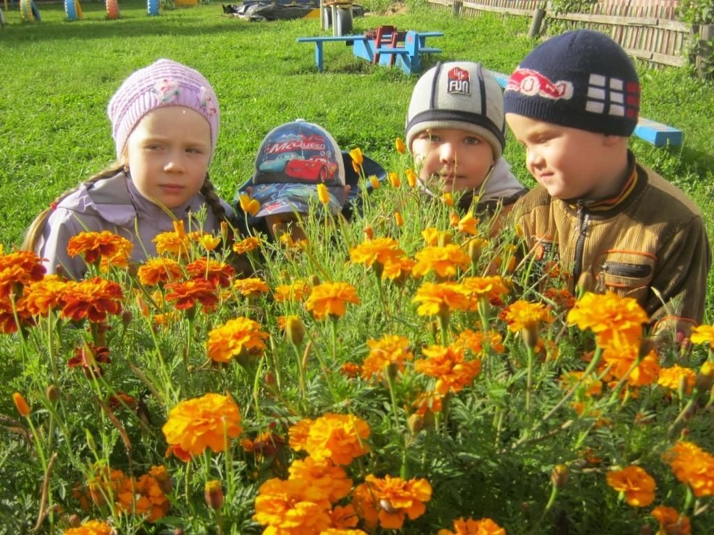 Наблюдение за цветами картинки