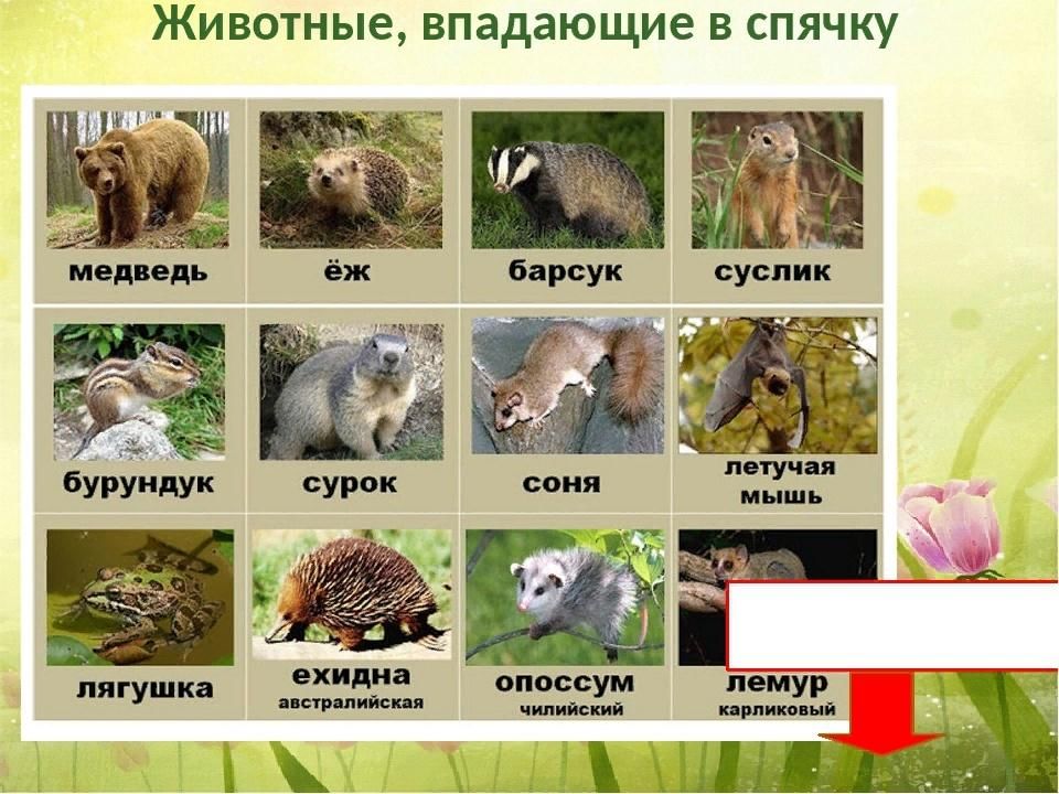 «Почему медведи впадают в спячку» — Яндекс Кью