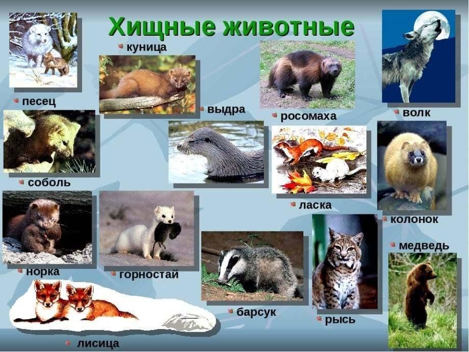 Животные фото и название и описание Хищные животные" 2024, Добринский район - дата и место проведения, программа мер