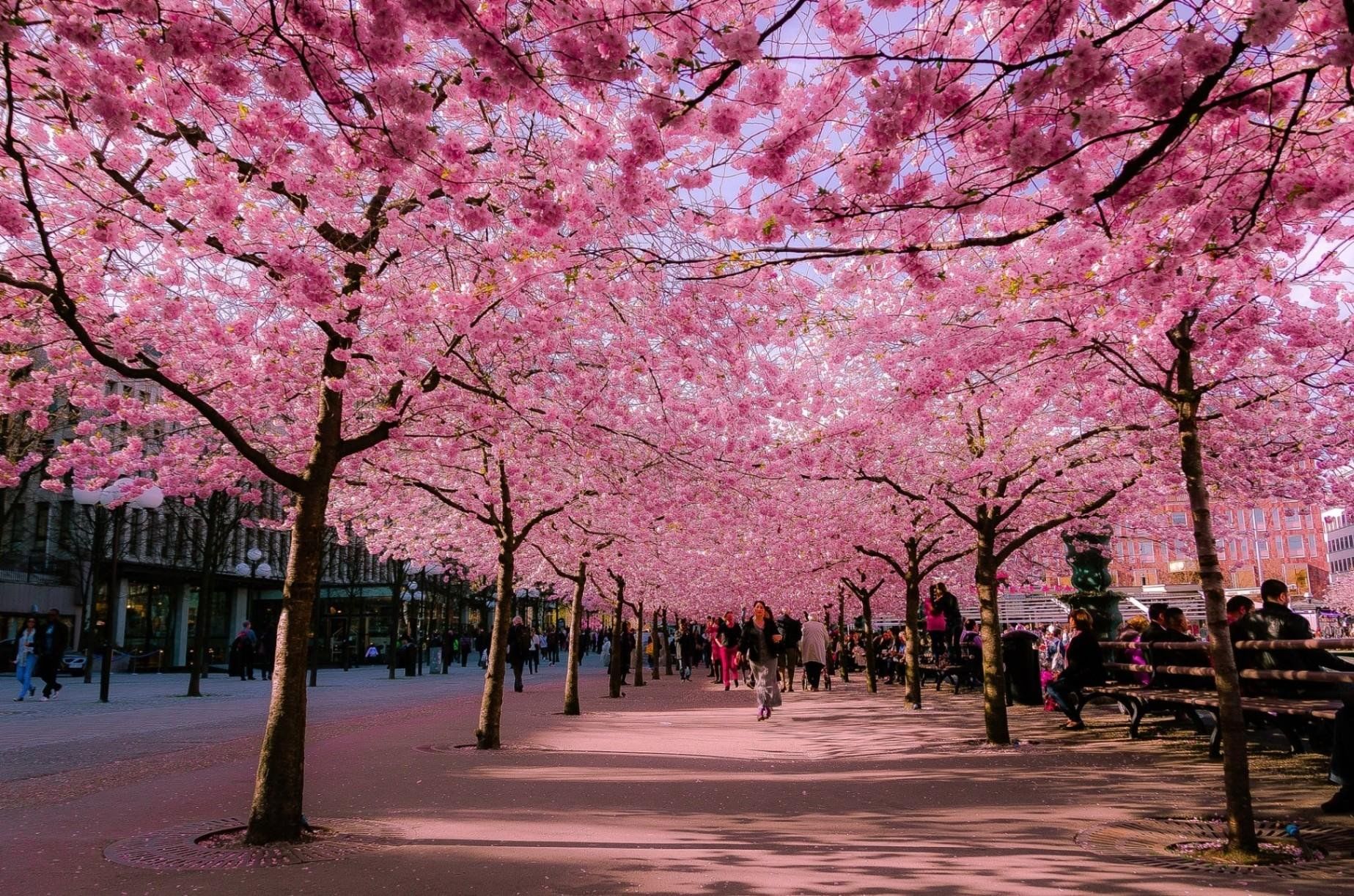 Japanese cherry blossom. Корея черри блоссом. Черри блоссом в Токио. Япония Сакура. Токио Сакура.