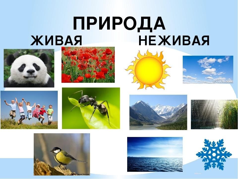 Не живое природа. Живая и неживая природа. Дивая и неживаяприрода. Жиыая и не зивая природа. Дивая и не Дивая природа.