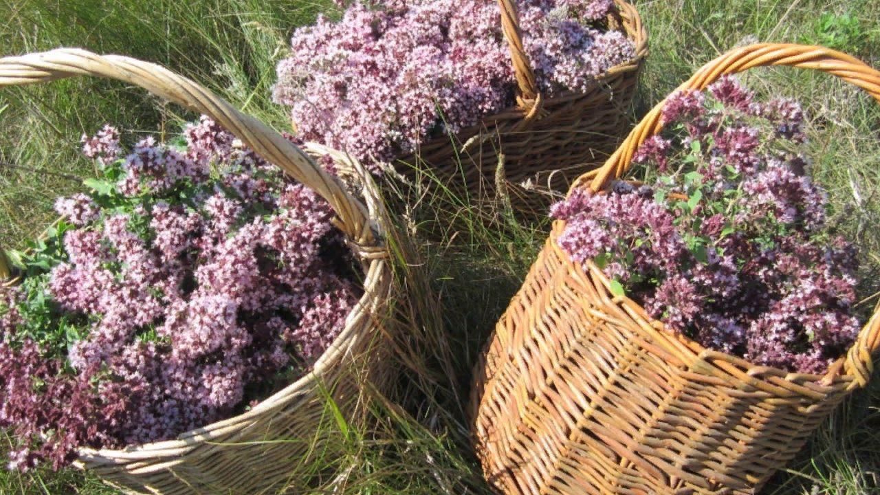 Где собирают травы. Душица ЛРС. Душица Крымская. Трава душицы ЛРС. Лаванда шалфей чабрец