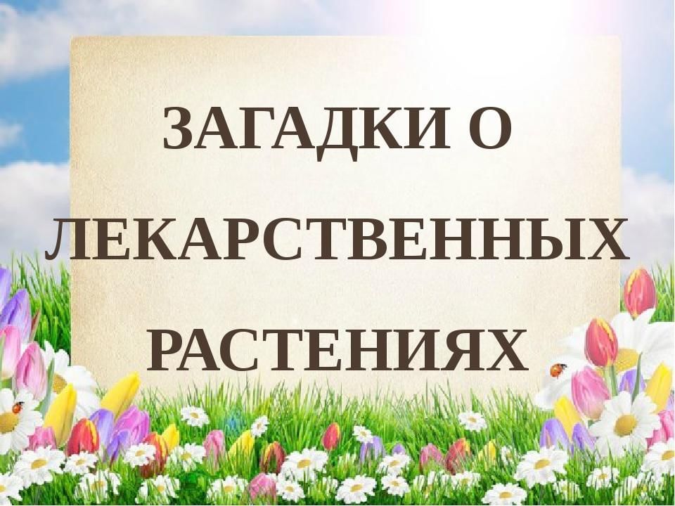 Загадки о растениях презентация