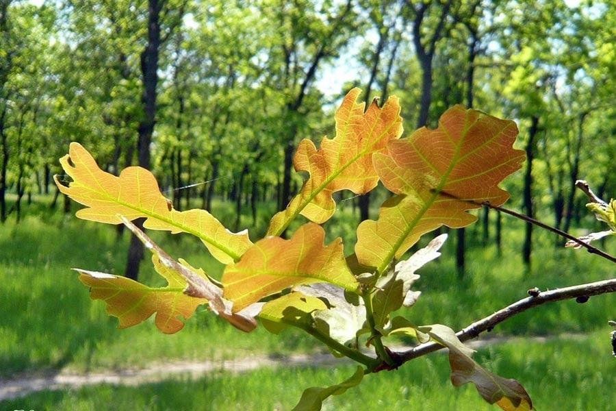 Федот овсяник картинки с надписями