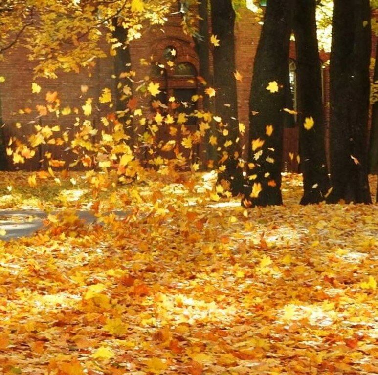 Листья кружатся фото