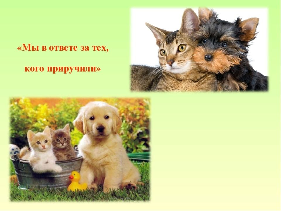 Проект мое домашнее животное собака