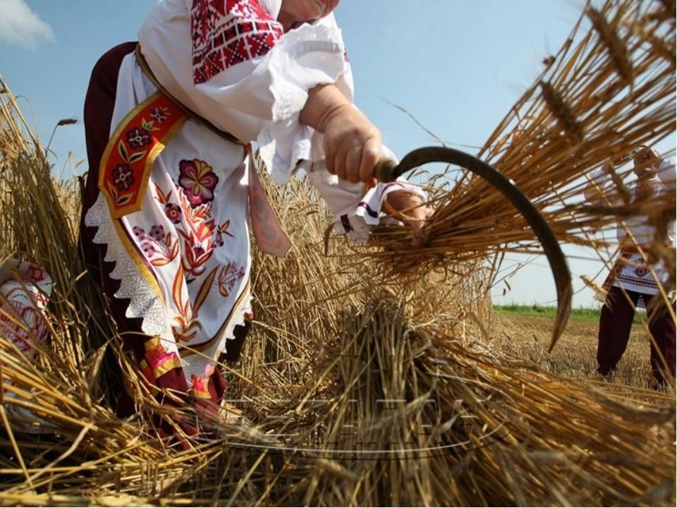 Снопы фото в поле в старину