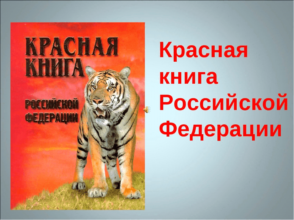 Красная книга 4 класс. Красная книга животных мира. Проект животные красной книги. Проект красная книга России животные. Проект про животных из красной книги.