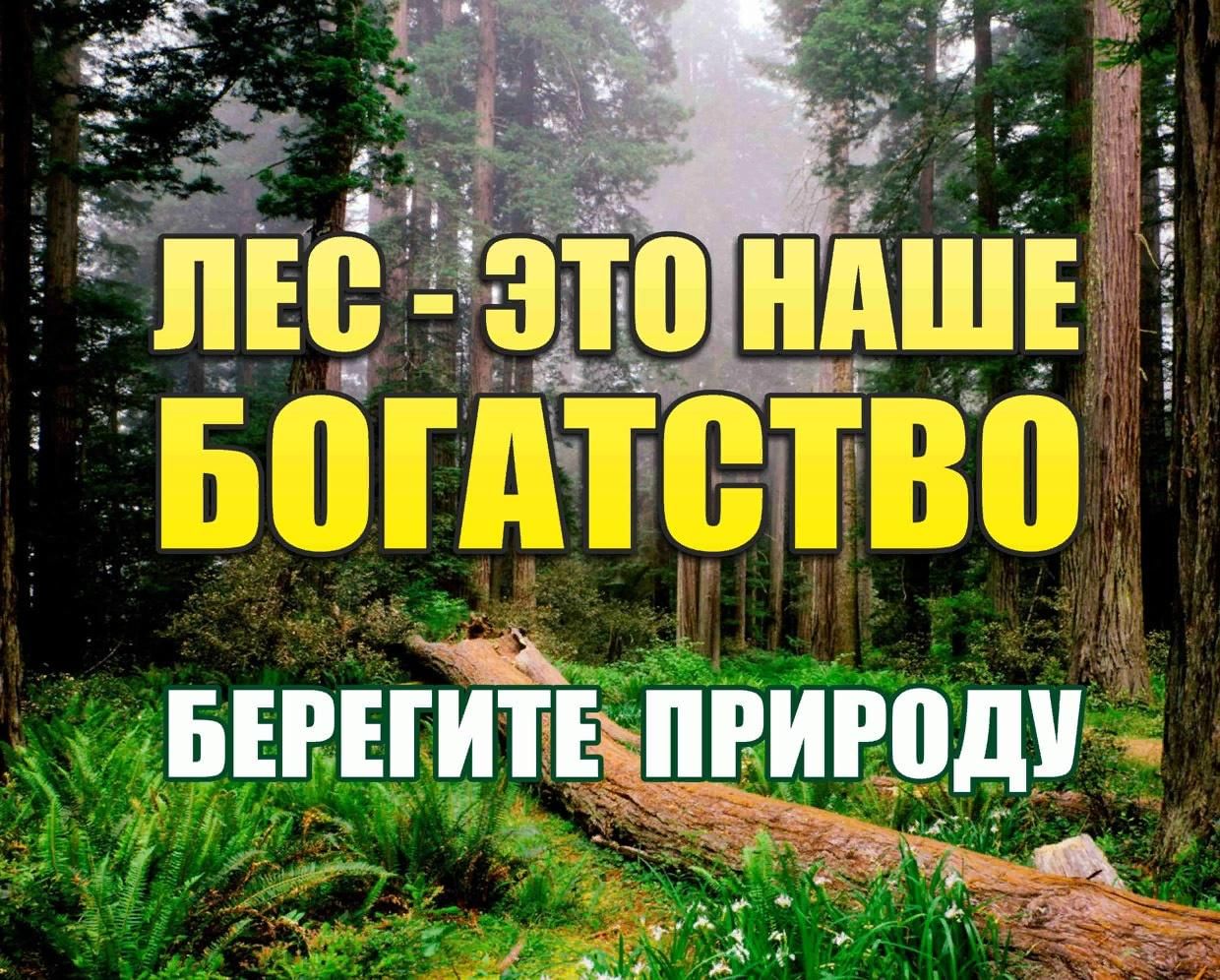 Природа наше богатство проект