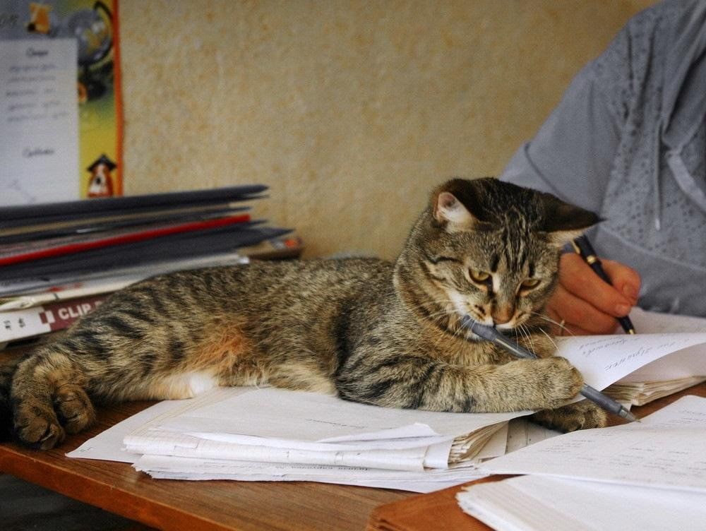 Кот учится. Кот записывает. Умный кот. Котенок пишет.