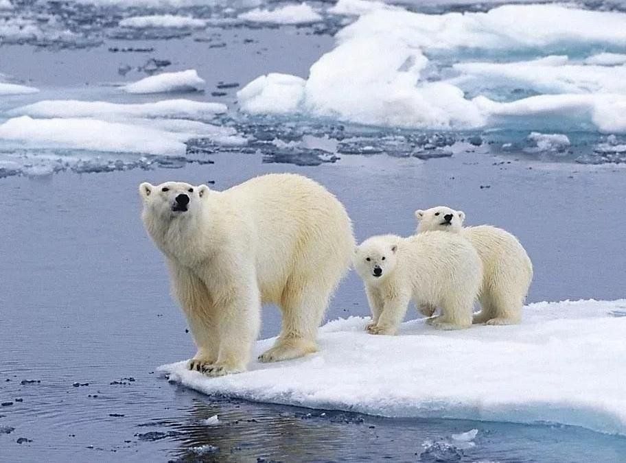 Сегодня день белого медведя