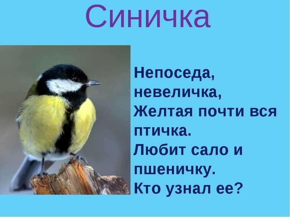 Синица стих. Загадка про синичку для детей. Загадка про синицу. Загадка про синицу для детей. Загадка про синицу для дошкольников.