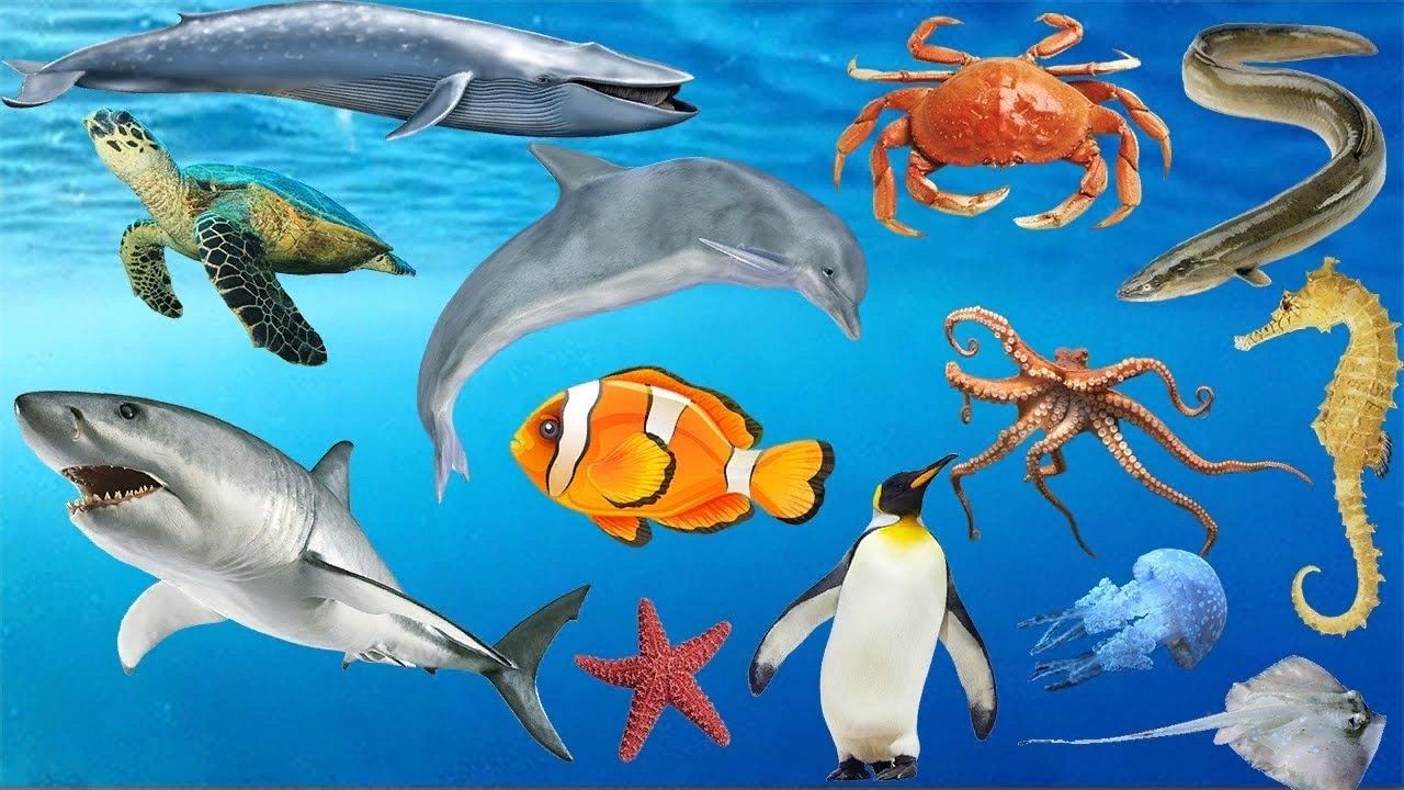 Морские обитатели 6 класс. Морские обитатели. Обитатели морей и океанов. Подводные обитатели. Морские и Океанические обитатели.