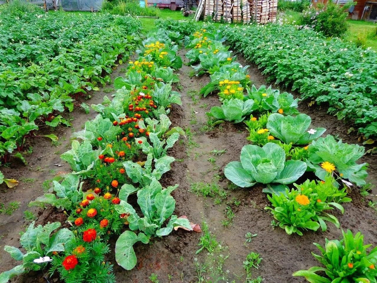 Уход за посевами овощных культур