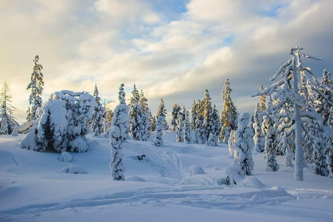 Лапландский лес зимой