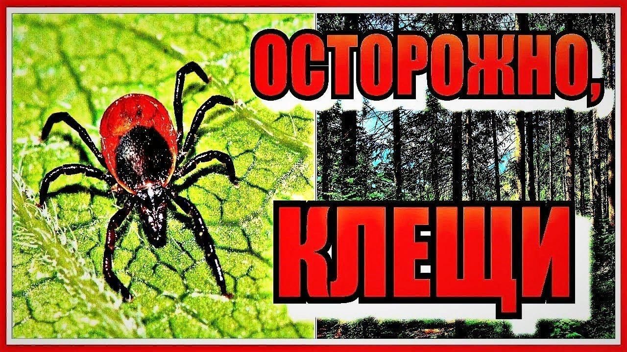 Осторожно клещи картинки плакат