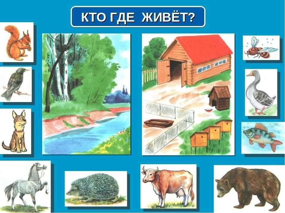Картинки где живут дикие животные Кто-кто в этом домике живёт? : экологическая тропинка. 2024, Слободской - дата и