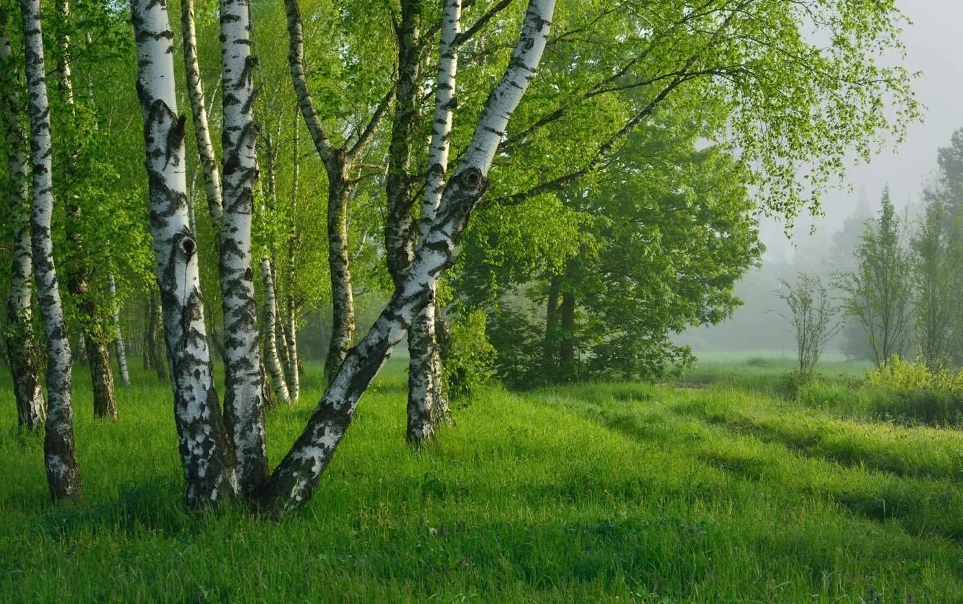 Береза летом