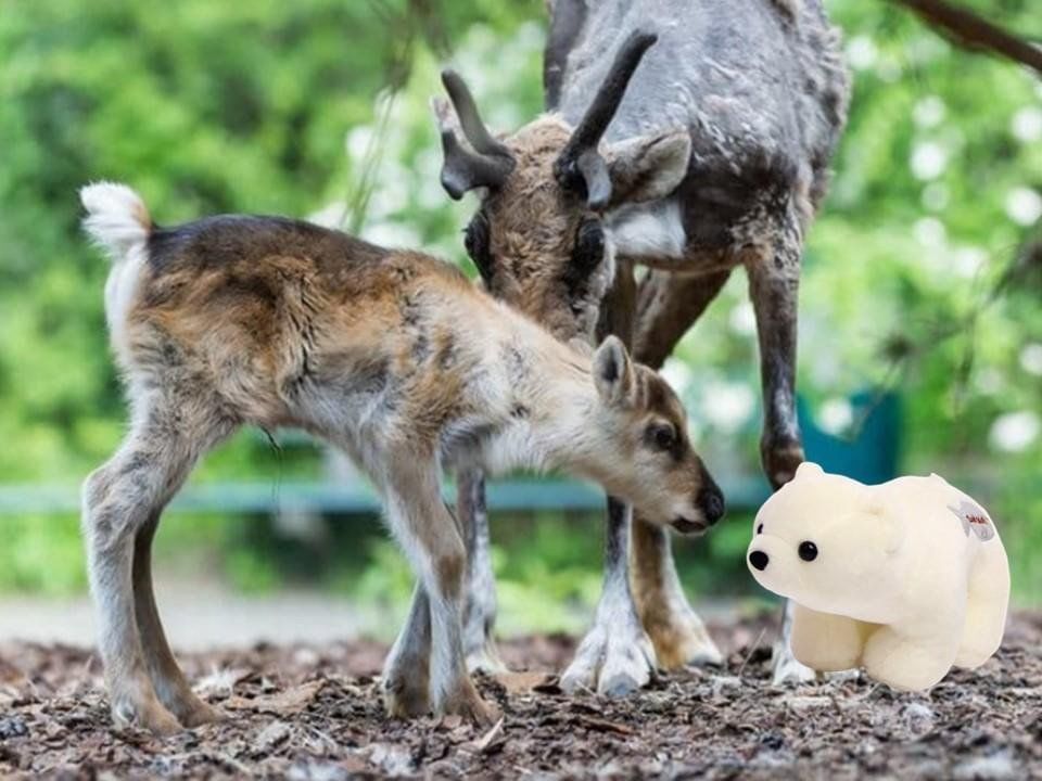 Маленькие северные олени. Олениха Северного оленя. Олень и олениха. Северная олениха с олененком. Северные олень, олениха, оленёнок.