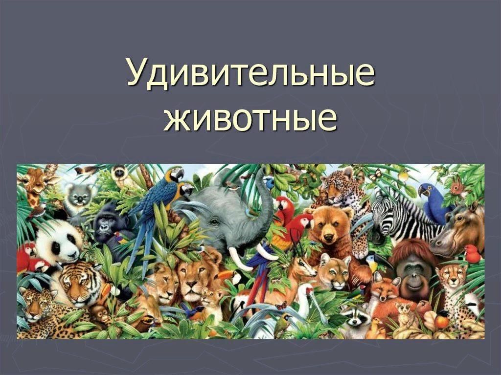 Проект о необычном животном