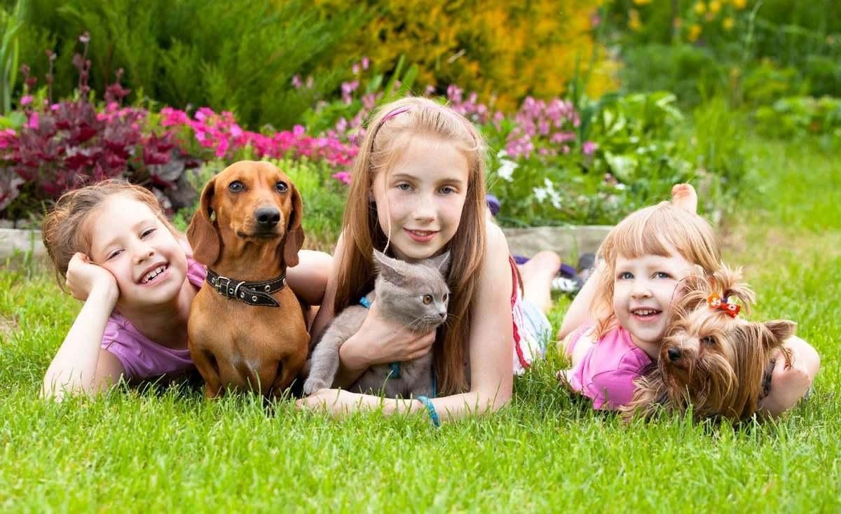 Новости - "Домашние любимцы"