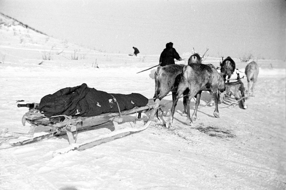 В боях на каком фронте участвовали оленеводы. Олени в годы войны 1941-1945. Оленно транспортные батальоны. Оленно-лыжные батальоны. Оленно-транспортные батальоны в годы ВОВ.