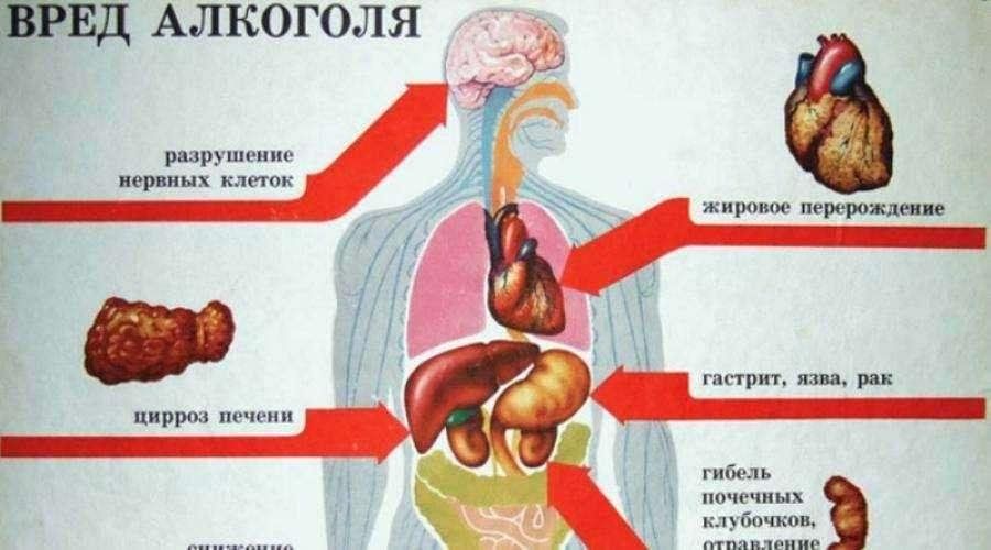 Влияние этилового спирта на организм человека проект