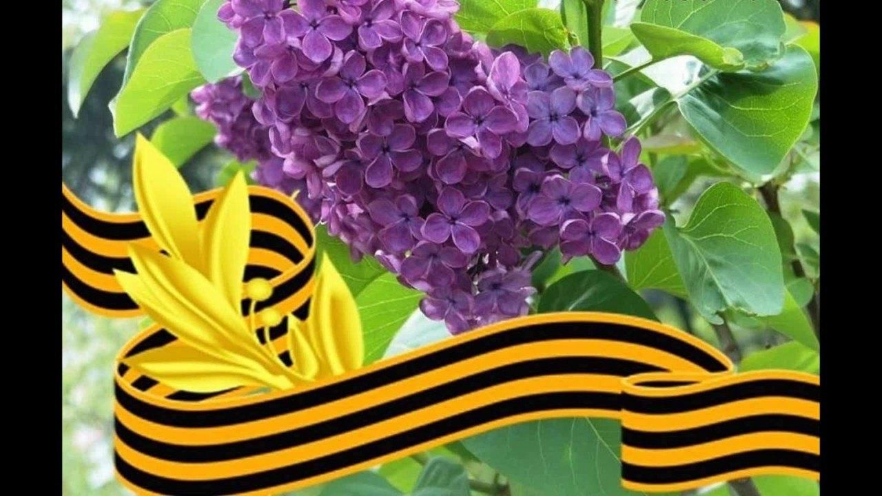 Сирень и георгиевская ленточка картинки