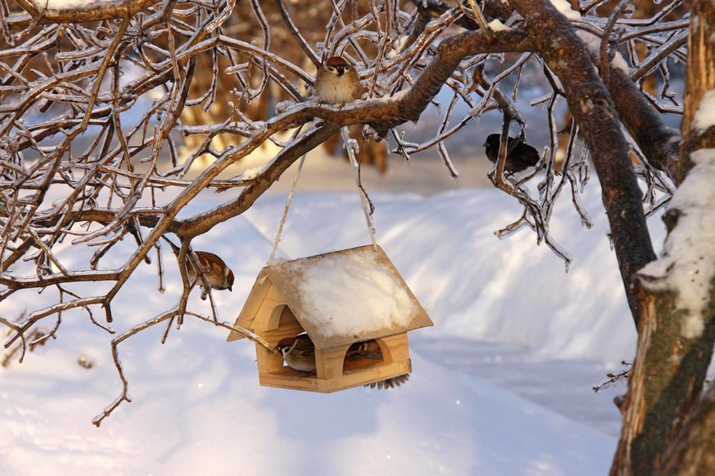 Кормушки для птиц зимой. Кормушка зимой. Зимняя кормушка для птиц. Кормушка для птиц зима.