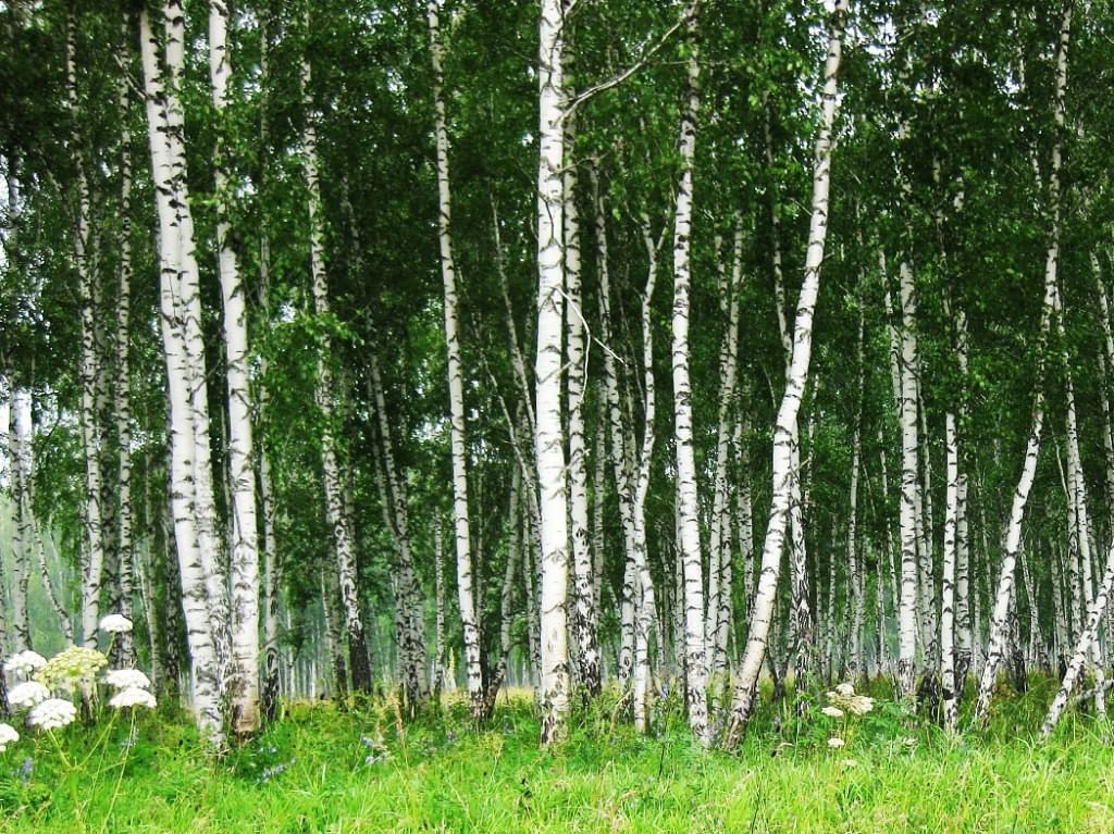 Березы в Мордовии. Береза весной. Праздник березы. Берещенье. Праздник с березовыми букетами 6 букв