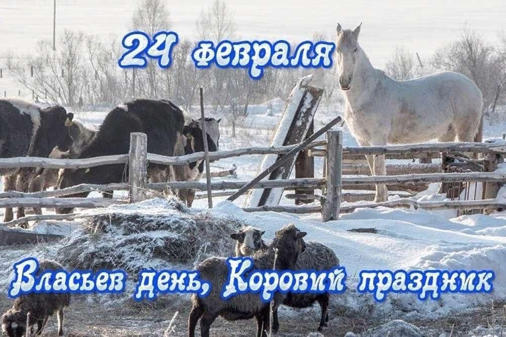 Какой праздник 24. 24 Февраля праздник. Власьев день, коровий праздник. 24 Февраля день коровий праздник. 24 Февраля – день Власия, коровий праздник.