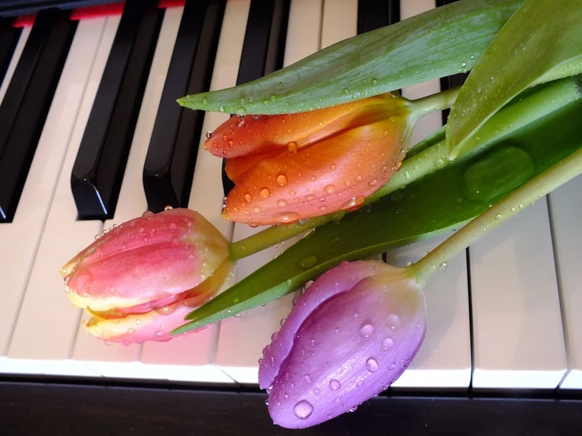 Весенняя музыка 2024. Тюльпаны на рояле. Рояль с цветами. Цветы на рояле.