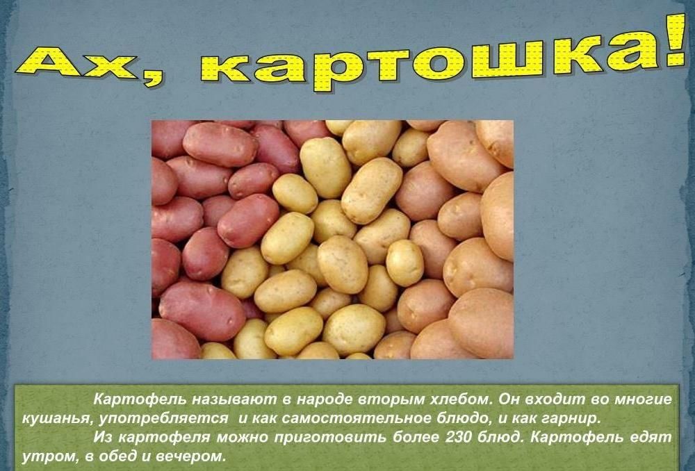 Проект на тему картошка 3 класс скачать