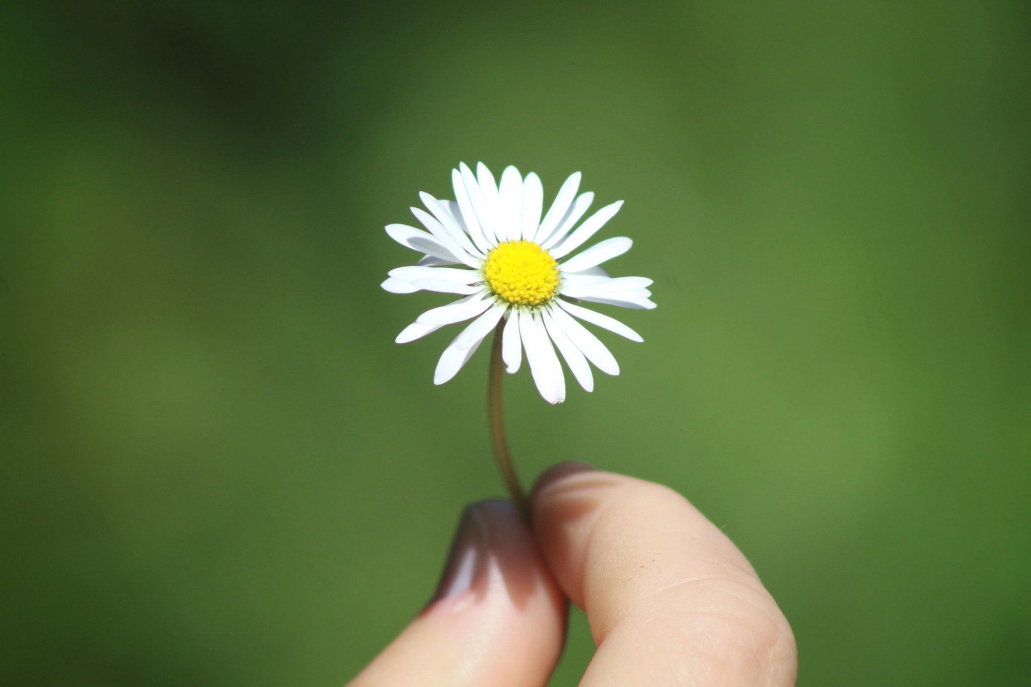 8 счастье. Daisy. Daisy Day. Push up Daisies.