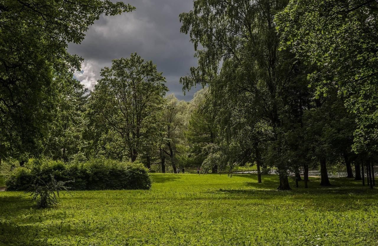 Панорама деревья