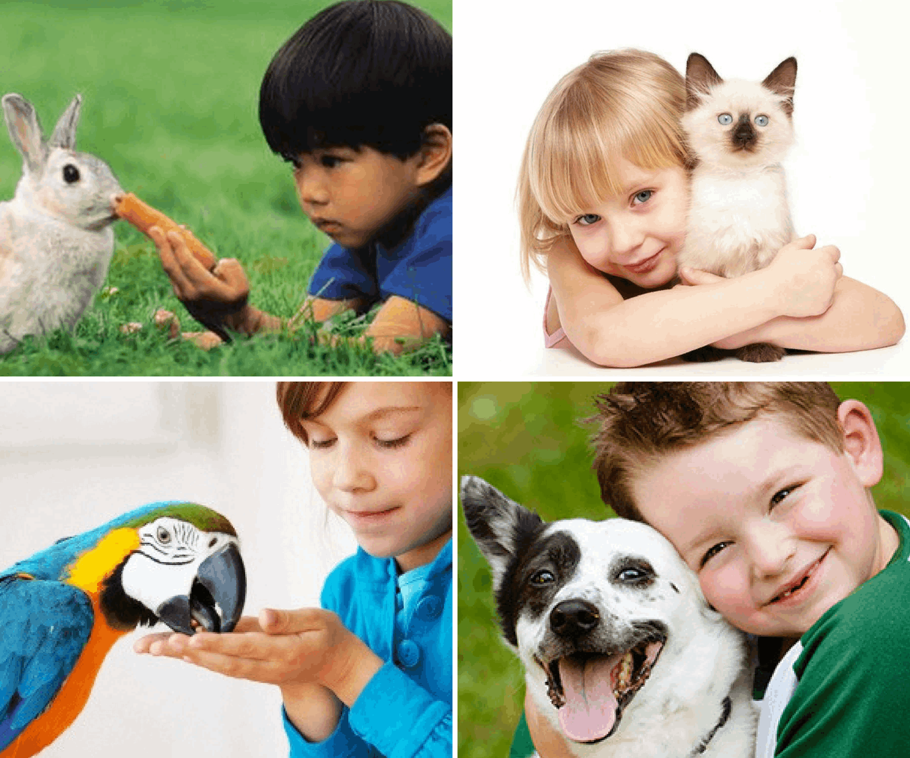Дети живущие с животными. Домашние питомцы. Домашние питомцы для детей. Для детей. Животные. Домашние любимцы.