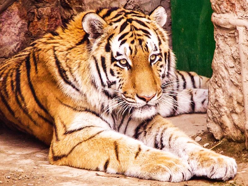 Амурский тигр красная книга россии фото