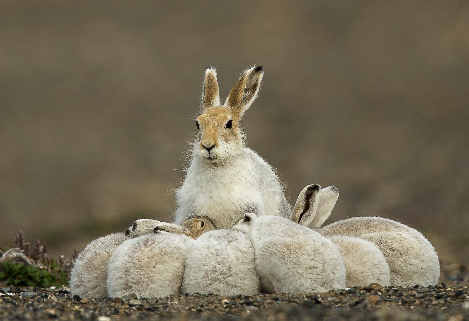 Hare. Заяц Беляк с зайчатами. Заяц Беляк Детеныши. Зайцеобразные заяц Беляк. Заяц Русак с зайчатами.