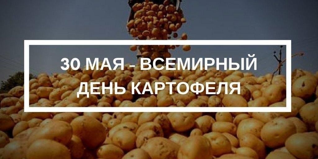 День картошки фото