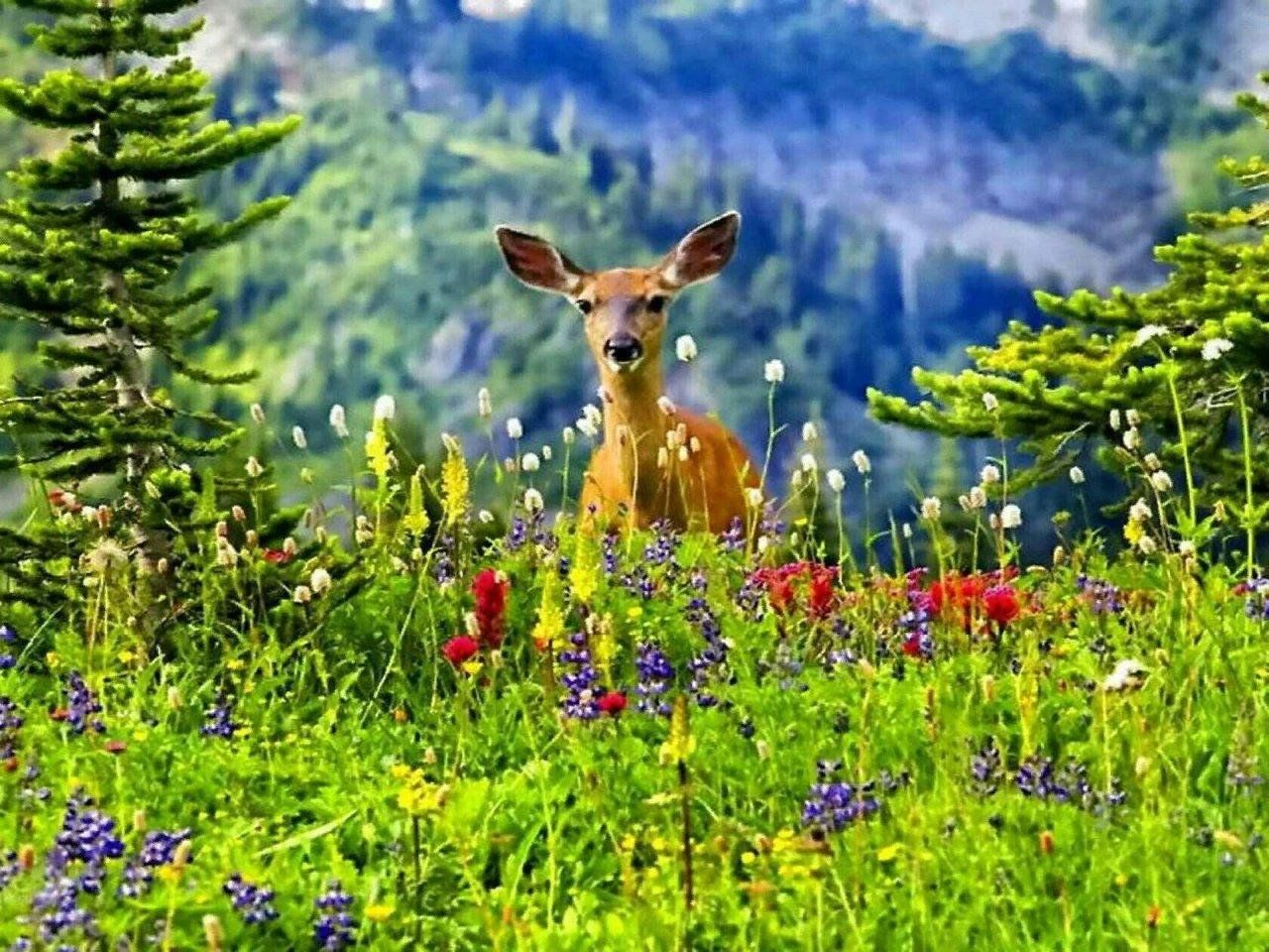 Живая природа животные картинки