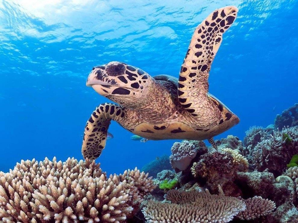 Картинки море животные