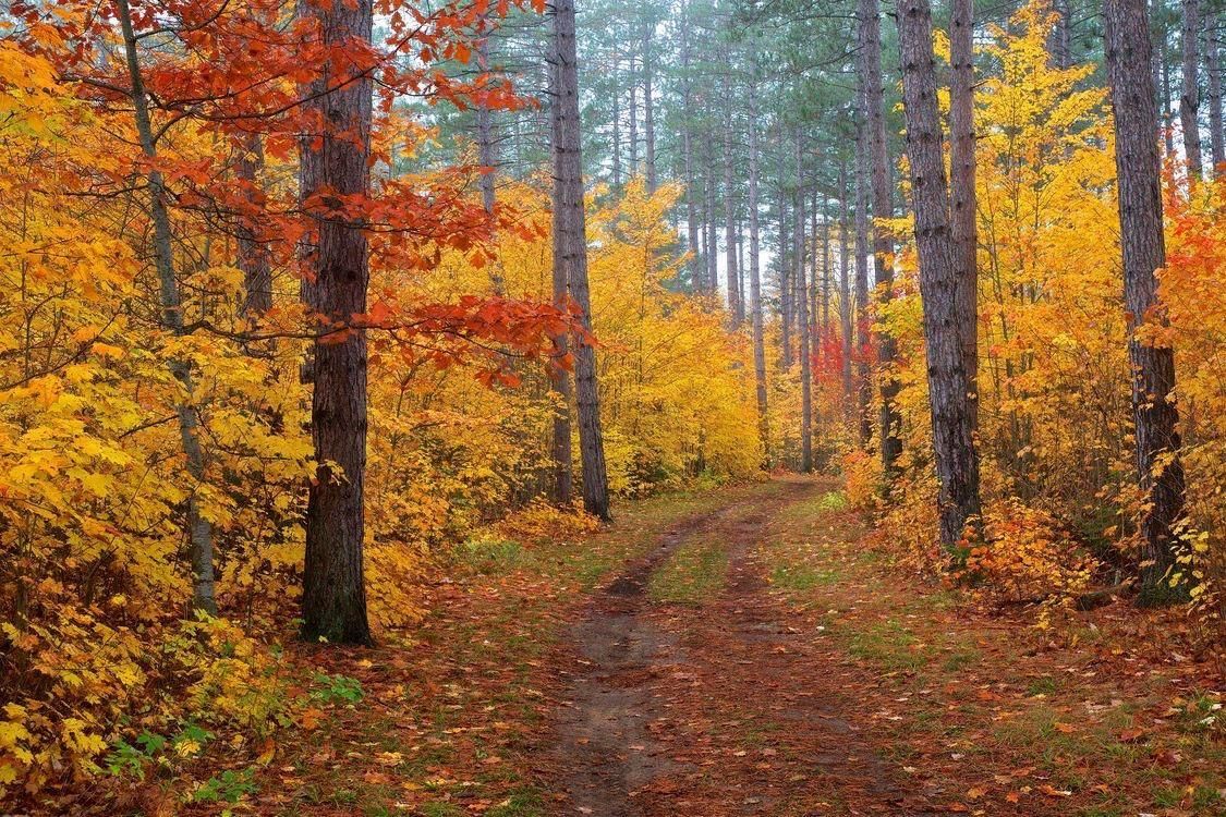 Пейзаж осенний лес фото