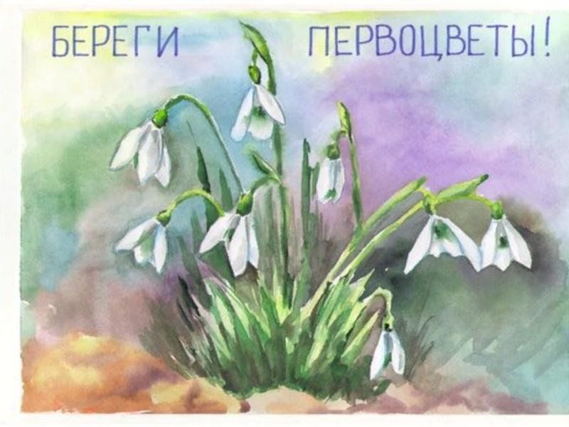 Рисунок сбережем первоцветы