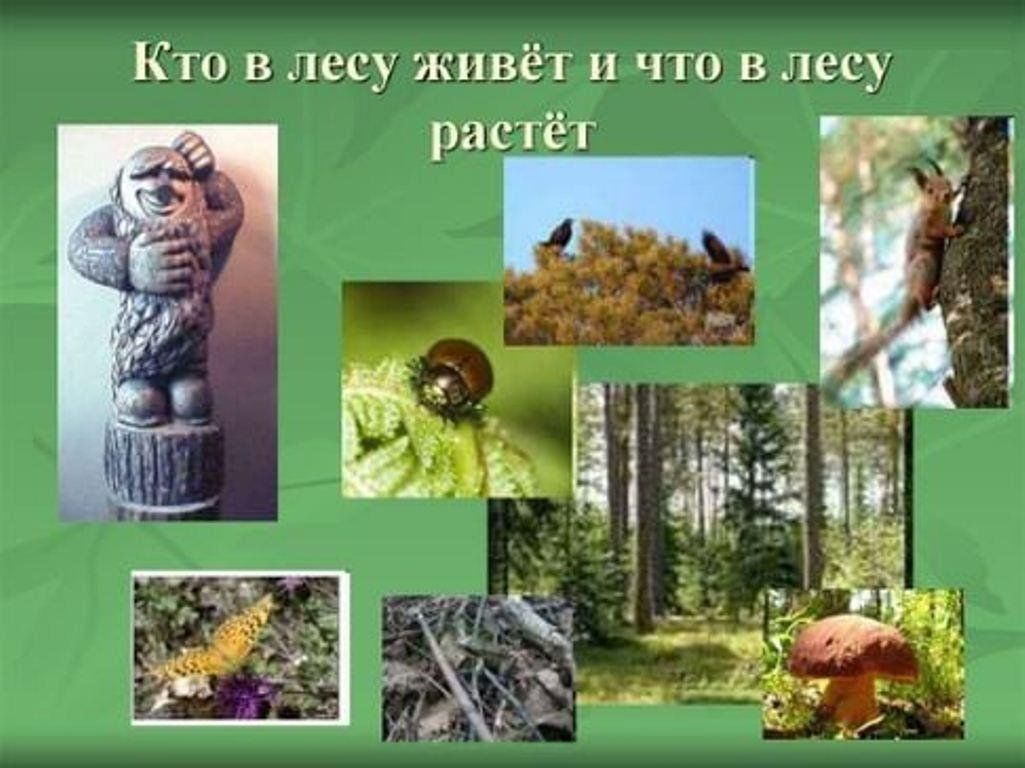 Что растет в лесу. Живём в лесу. Кто растет в лесу. Кто живет в лесу. Кто в лесу.