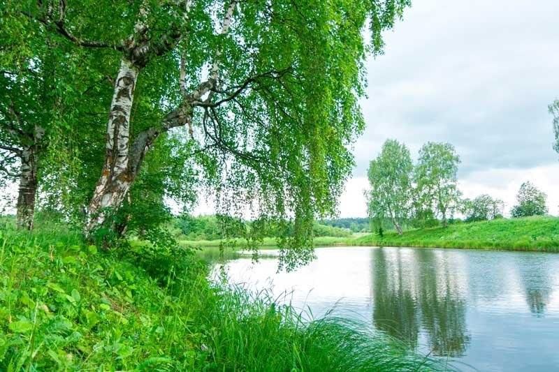 Береза над рекой фото