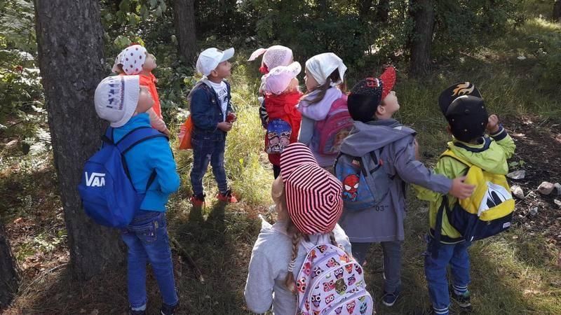 Экскурсия в лес. Экскурсия по лесу. Поход в лес с детьми. Прогулки походы в детском саду. Дети на экскурсии в лесу.